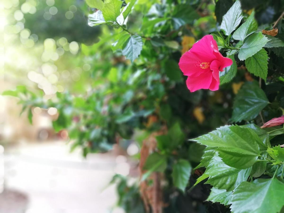 Bella Palermo Bed & Breakfast エクステリア 写真